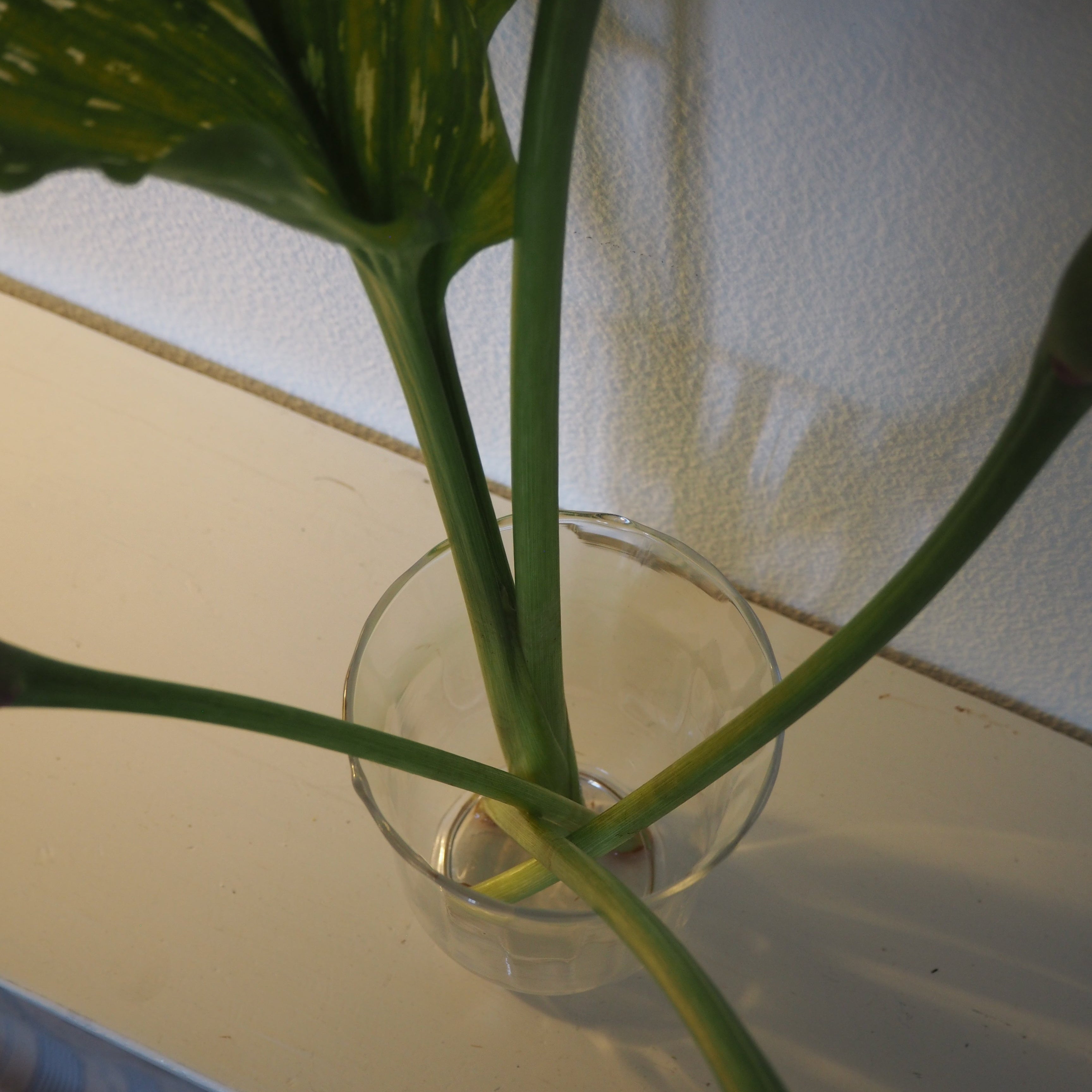 Vase m. bred munding og rillet kant